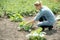 Pretty agronomist taking off the weeds. Field background