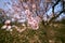 Pretty almond blossoms