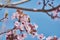 Pretty almond tree with pink flowers in the month of February