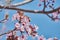 Pretty almond tree with pink flowers in the month of February