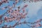 Pretty almond tree with pink flowers in the month of February