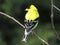 Pretty American Goldfinch Bird on a Twig