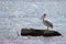 Pretty American White Pelican Standing On Broken Pier