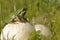 Pretty amphibian green European, Hyla arborea, sitting on a mushroom
