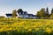 Pretty ancestral neoclassical patrimonial country house surrounded by barns seen across a field of Canadian Goldenrod