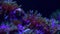 Pretty anemones in sea coral reef aquarium motion 4k video