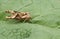 A pretty Angle Shades Moth, Phlogophora meticulosa, resting on a leaf.