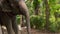 Pretty asian woman in safari zoo in Thailand. Young traveler girl feeds elephant by hand, elephant grab banana by