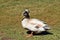 Pretty australian crested duck