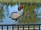 Pretty australian duck