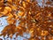 Pretty Autumn Orange Leaves in Late November