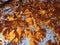 Pretty Autumn Orange Leaves of Late November