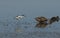 A pretty Avocet Recurvirostra avosetta is trying to get the Mallard Duck Anas platyrhynchos and its cute baby to move away fro