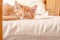 Pretty baby cat in sleeping time, red tabby female