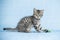 pretty baby striped cat playing with a gaudy colored rope mouse