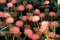 Pretty background of puffy pink flowers in clay pots, set on rocks in garden