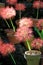 Pretty background of puffy pink flowers in clay pots, set on rocks in garden