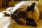 Pretty balinese domestic cat, pet relax,  lifestyle