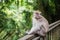 Pretty Balinese monkey sitting on a wooden railing