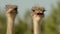 Pretty, almost bare heads and necks with thin layer of down of ostriches, zoo