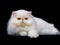 Pretty beautiful Persian cat on black background