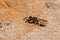 A pretty Bee Wolf Wasp, Philanthus triangulum, digging a hole in the sand.