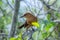 Pretty bird photographed in the everglades