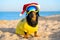 Pretty black and tan dachshund sitting on the sand beach, wearing bright yellow t-shirt, Santa Claus cap and spectacular blue