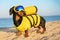 Pretty black and tan dachshund standing on the sand beach, wearing bright yellow diving suit, with scuba gear on its back, with