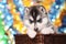 Pretty black and white puppy husky in brown basket on festive co