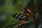 Pretty Black and White Striped Zebra Longwing Butterfly