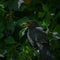 Pretty blackbird collects berries in a green hedge