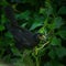 Pretty blackbird collects berries in a green hedge