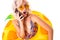 Pretty blonde caucasian female stands in swimsuit with rubber beach pineapple ring, talking on the phone with friends or