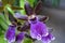 Pretty Blooming Dark Purple Orchid Flowering