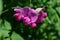 Pretty Blooming Hot Pink Sweet Pea Flowers