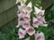 Pretty Blooming Pink Digitalis in a Garden