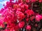 Pretty Blooming Pink Flowers On Bush