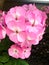 Pretty Blooming Pink Hydrangea Flowers