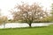 Pretty blooming tree by a lake