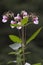 The pretty blossoms of Indian balsam, Impatiens glandulifera