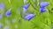 pretty blue bellflowers  on green background