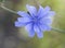 Pretty Blue Chickory Wildflower on Stem.