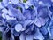 Pretty Blue Hydrangea Blossoms in Spring
