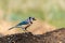 A Pretty Blue Jay Perched on a Dirt Mound