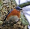 Pretty bluebird perched