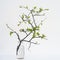 Pretty branch in a glass vase. isolated white background