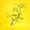 Pretty branch of a glass vase. yellow background