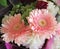 Pretty Bright & Attractive Light Pink Gerbera Daisy Flower Bouquet