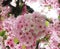 Pretty Bright Cherry Blossom White Pink Flowers Blooming In Spring
